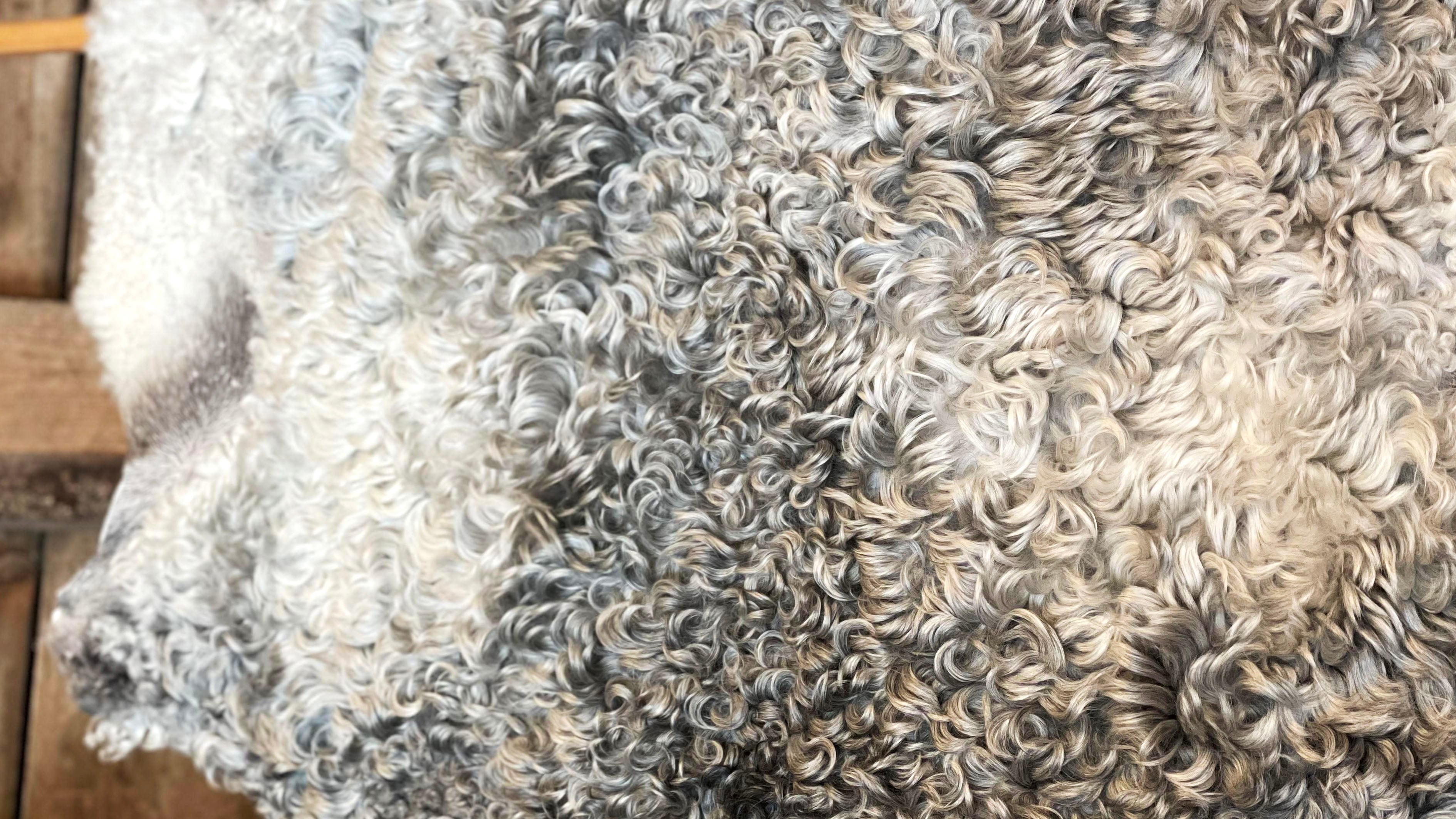 ラグのクラスの違いについてアップしました