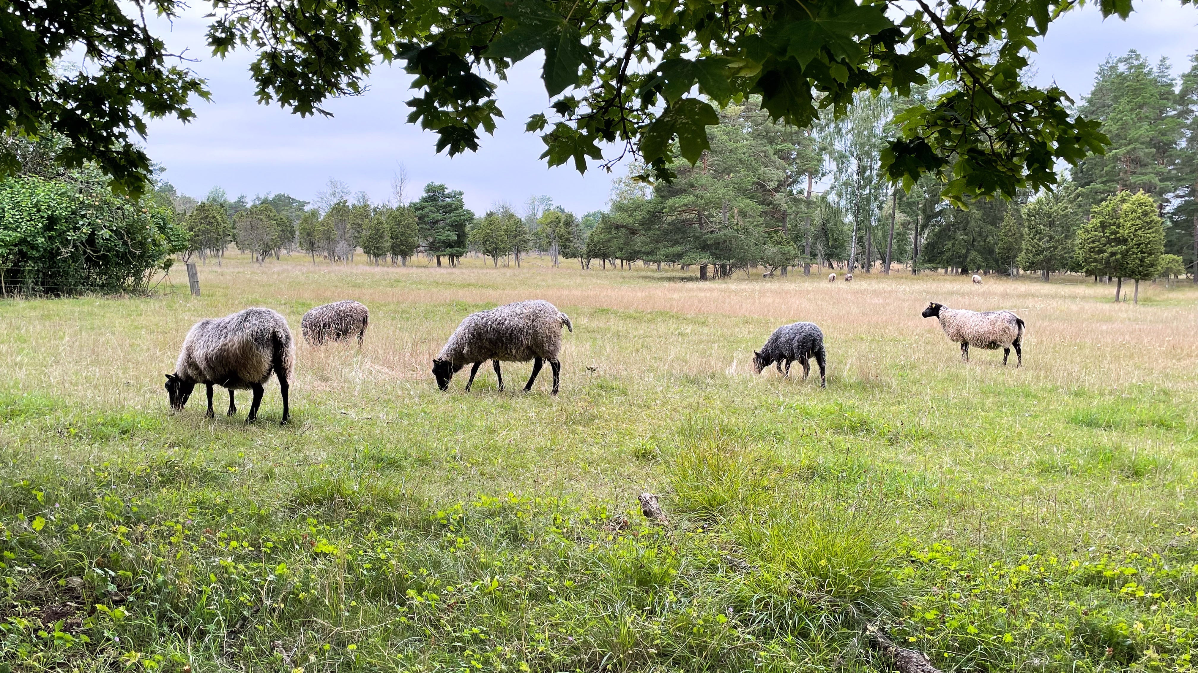 リニューアルオープン記念セール開催