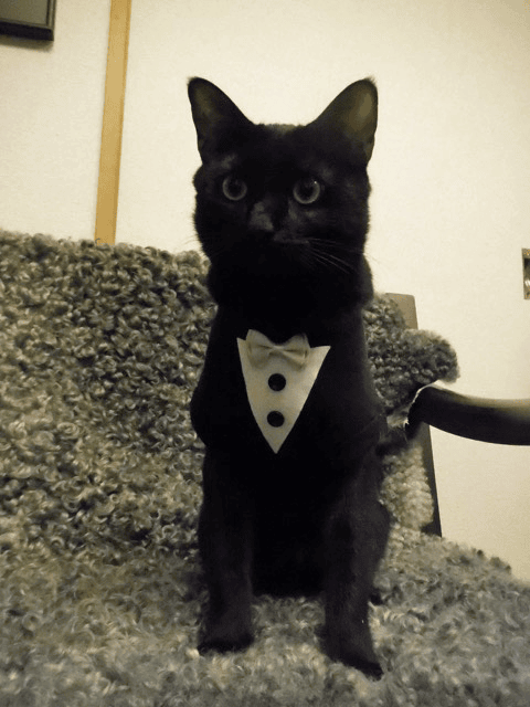 黒猫のジョージ君はシープスキンが大好き♥くるりんとした毛並みにご機嫌に寝転んでいます