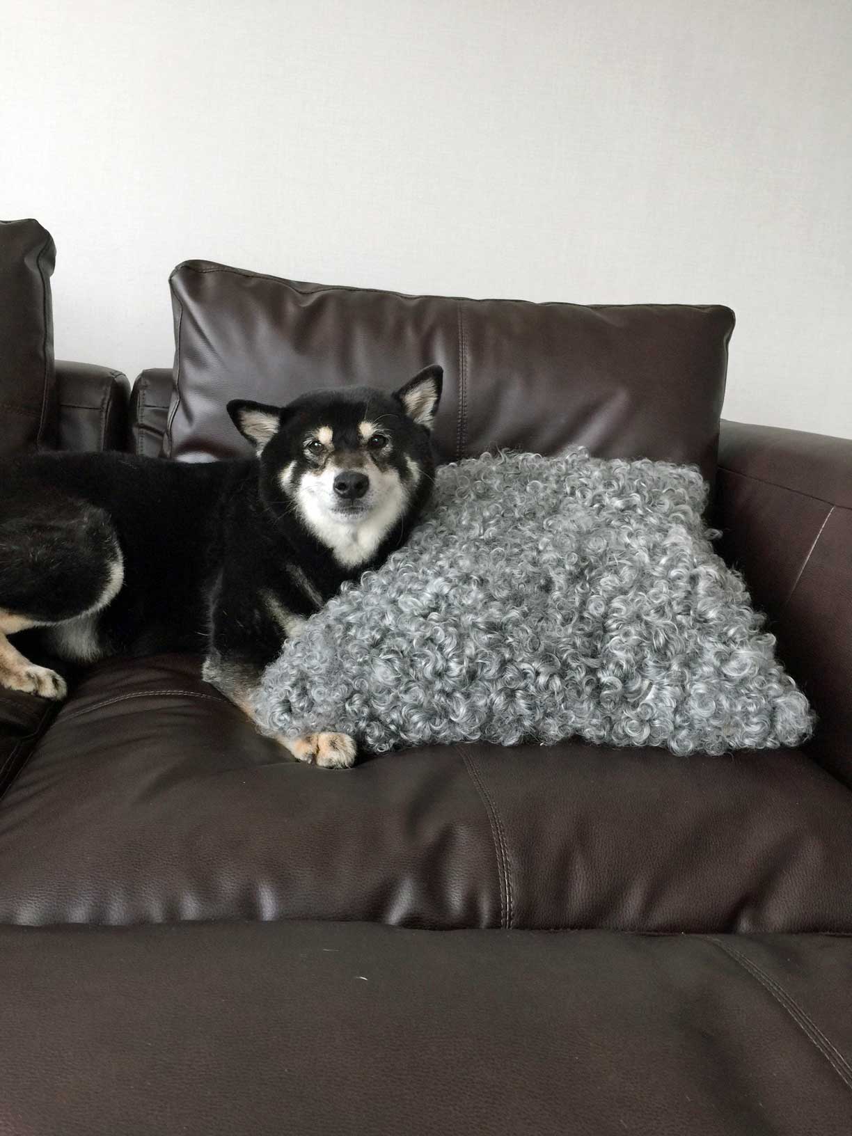 触れた瞬間、その心地良さに駆けつけられたクッション。まめ柴の愛犬と取り合いに