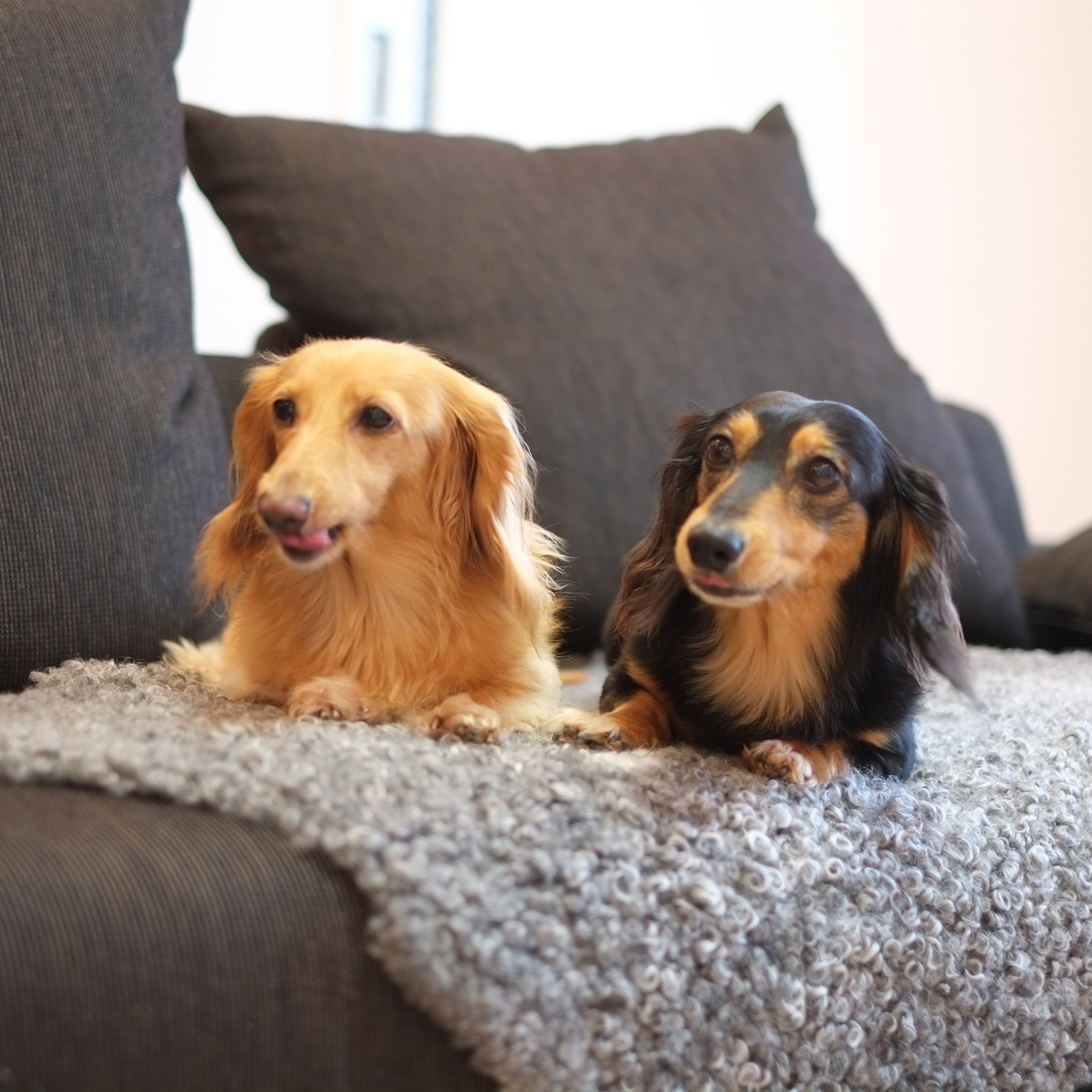 ラグ デラックス